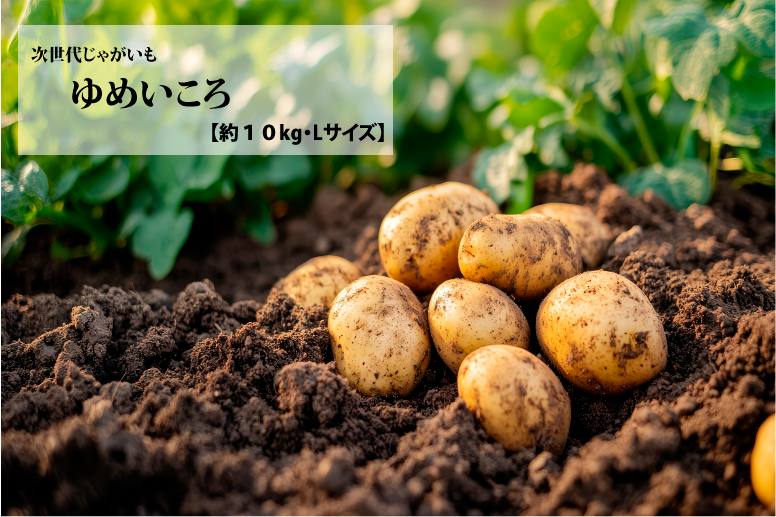 【送料込】早期予約　ゆめいころ　約10kg