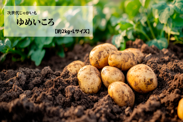 【送料込】ゆめいころ　約2kg